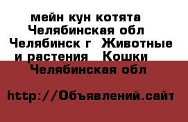 мейн кун котята - Челябинская обл., Челябинск г. Животные и растения » Кошки   . Челябинская обл.